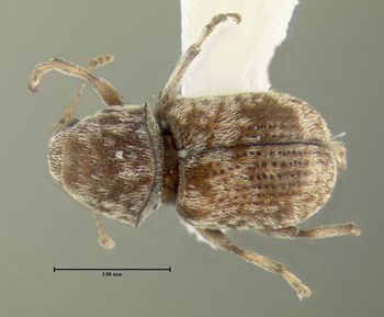 Media type: image;   Entomology 613514 Aspect: habitus dorsal view